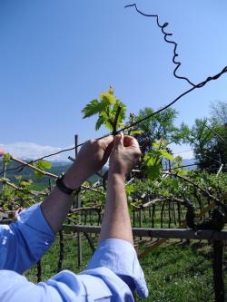 Südtiroler Weinmuseum, Reben binden