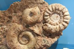 Museum Ladin Ursus ladinicus, Fossil aus den Dolomiten